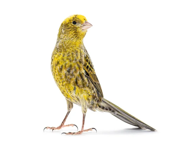 Canari Debout Mutation Lizzard Isolé Sur Blanc — Photo