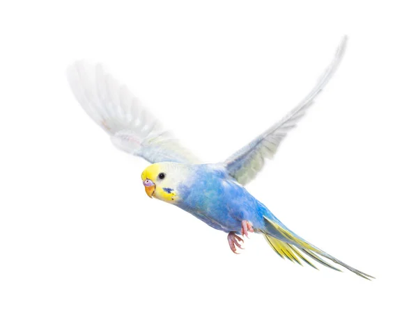 Side View Budgerigar Bird Flying Blue Rainbow Colloration Isolated White — Stock Photo, Image