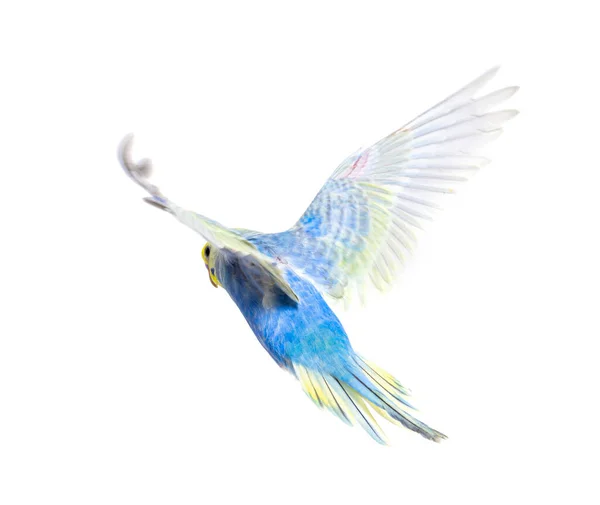 Back View Budgerigar Bird Flying Blue Rainbow Colloration Isolated White — Stock Photo, Image