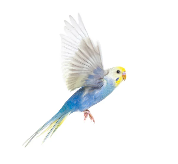 Boční Pohled Létání Ptáků Budgerigar Modrá Duhová Barva Izolováno Bílém — Stock fotografie