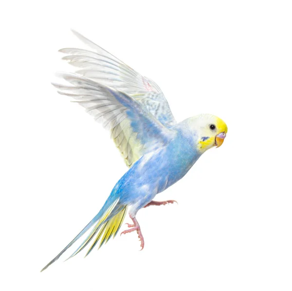 Vista Lateral Pássaro Budgerigar Voando Coloração Arco Íris Azul Isolado — Fotografia de Stock