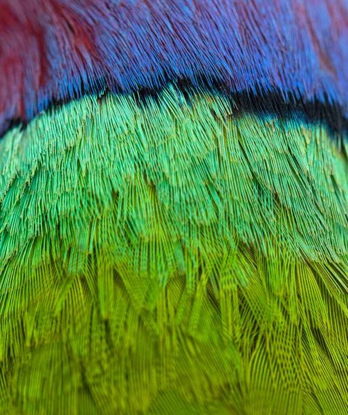 Macro Primer Plano Sobre Las Plumas Periquito Macho Cabeza Ciruela — Foto de Stock