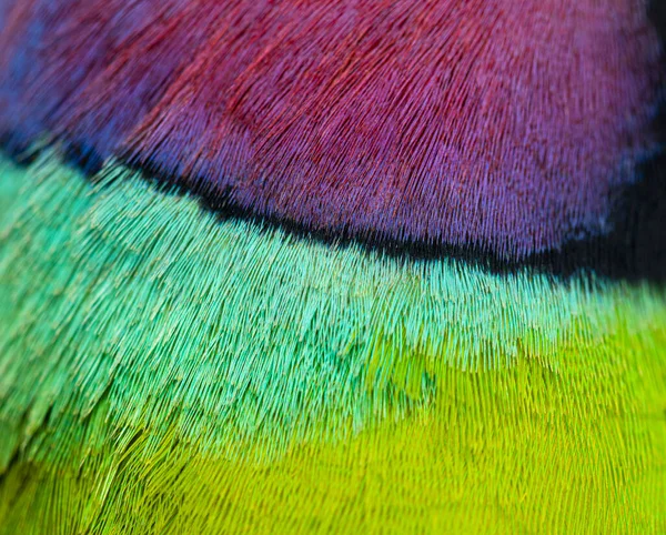 Macro, Psittacula siyanocephala adında erik kafalı bir erkek papağanın tüylerine yaklaş.