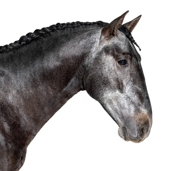 Head Shot Profile Lusitano Portuguese Horse Isolated White — Stock Photo, Image