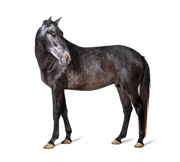 Profil Lusitano Portugalský Kůň Izolovaný Bílém — Stock fotografie