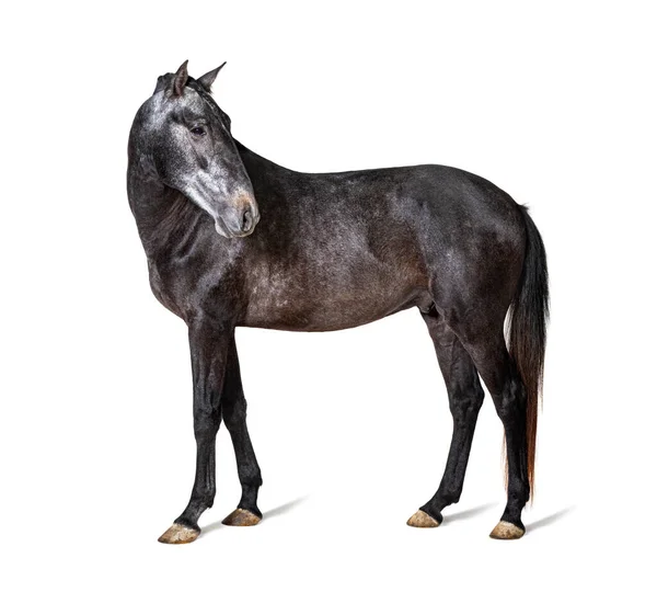 Perfil Lusitano Caballo Portugués Aislado Sobre Blanco — Foto de Stock