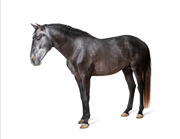 Profil Lusitano Portugisisk Häst Isolerad Vit — Stockfoto