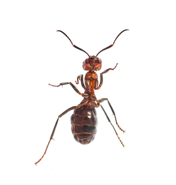 Ερυθρό Μυρμήγκι Formica Rufa Μυρμήγκι Της Νότιας Ξυλείας Απομονωμένο Λευκό — Φωτογραφία Αρχείου
