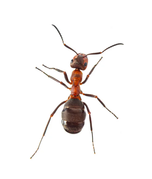 Formiga Madeira Vermelha Formica Rufa Formiga Madeira Sul Isolada Sobre — Fotografia de Stock