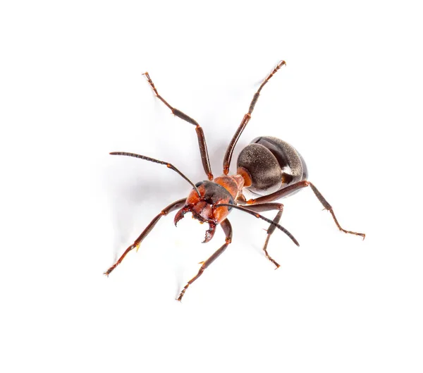 Ερυθρό Μυρμήγκι Formica Rufa Μυρμήγκι Της Νότιας Ξυλείας Απομονωμένο Λευκό — Φωτογραφία Αρχείου