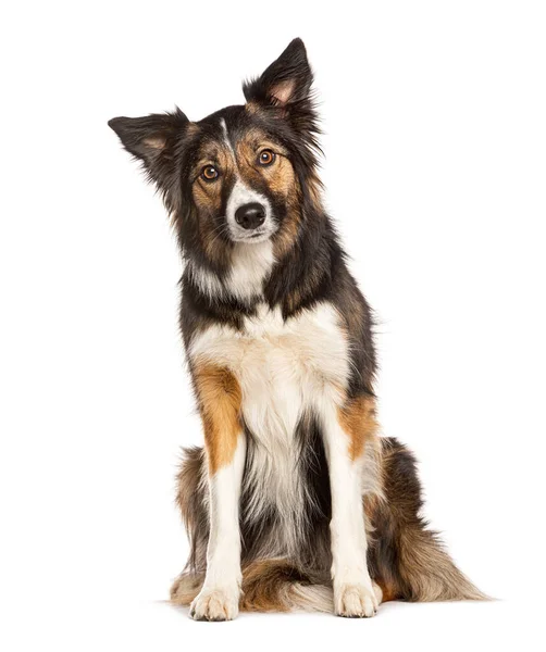 Sitting Tri Collored Border Collie Looking Camera Two Years Old — Stock Photo, Image