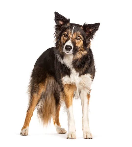 Tri Colored Border Collie Olhando Para Câmera Dois Anos Isolado — Fotografia de Stock