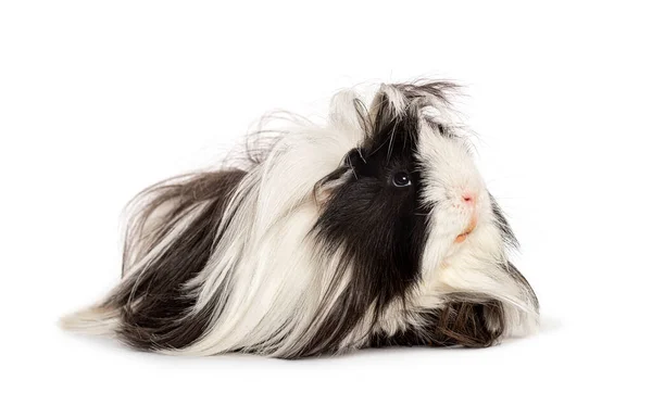 Black White Long Haired Guinea Pig Standing Front Isolated White — Stock Photo, Image