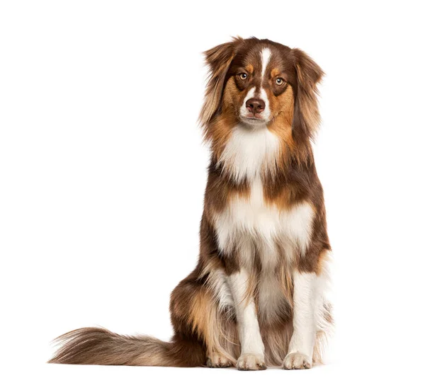 Vermelho Tricolor Jovem Ano Idade Cão Pastor Australiano Olhando Para — Fotografia de Stock