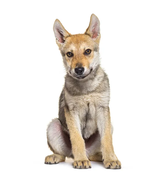 American Wolfdog Puppy Three Months Old Sitting Isolated White — Stock Photo, Image