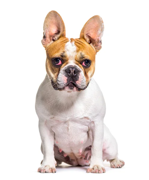 Buldogue Francês Olhando Para Câmera Sentado Isolado Branco — Fotografia de Stock