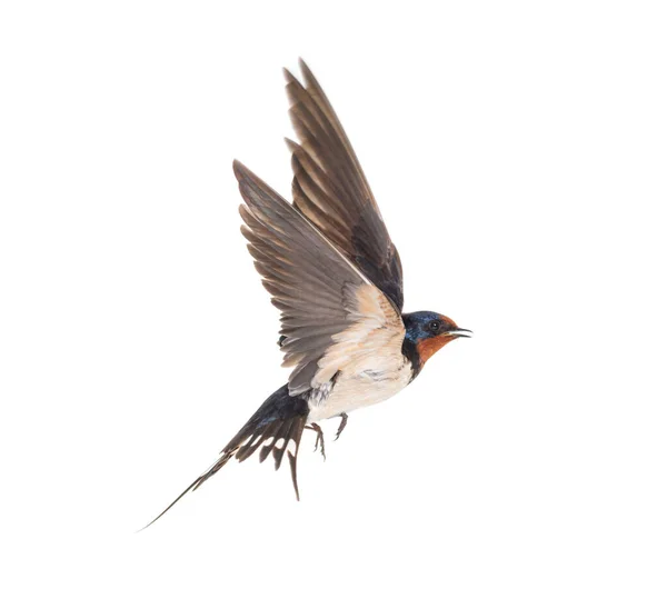 Ahır Kırlangıcı Uçan Kanatlar Kuş Hirundo Rustica Beyaz Arka Planda — Stok fotoğraf