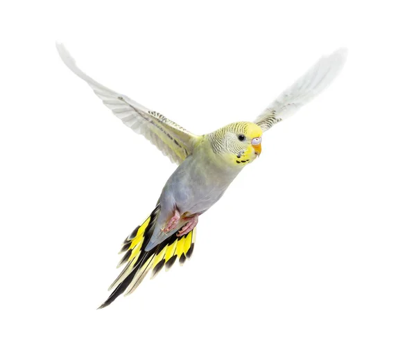 Grey Rainbow Budgeriar Bird Flying Wings Spread Isolated White — Stock Photo, Image