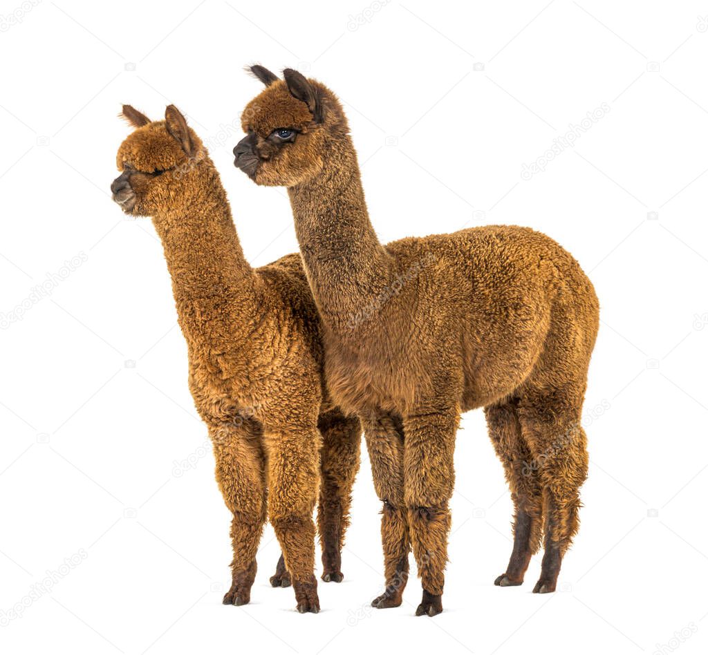 Two alpacas Light and dark brown together - Lama pacos, together isolated