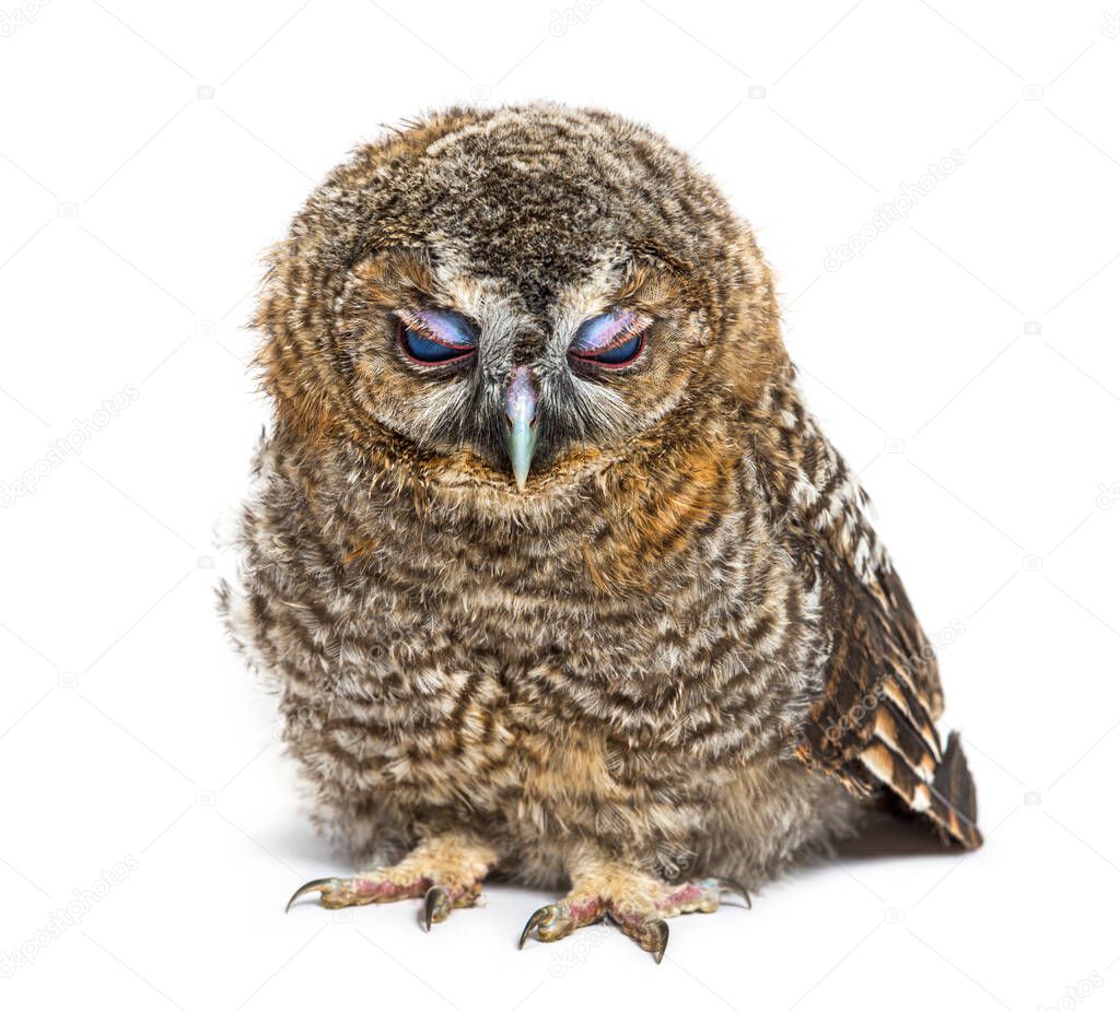 One month old Tawny Owl closing its eyelids, Strix aluco, isolated