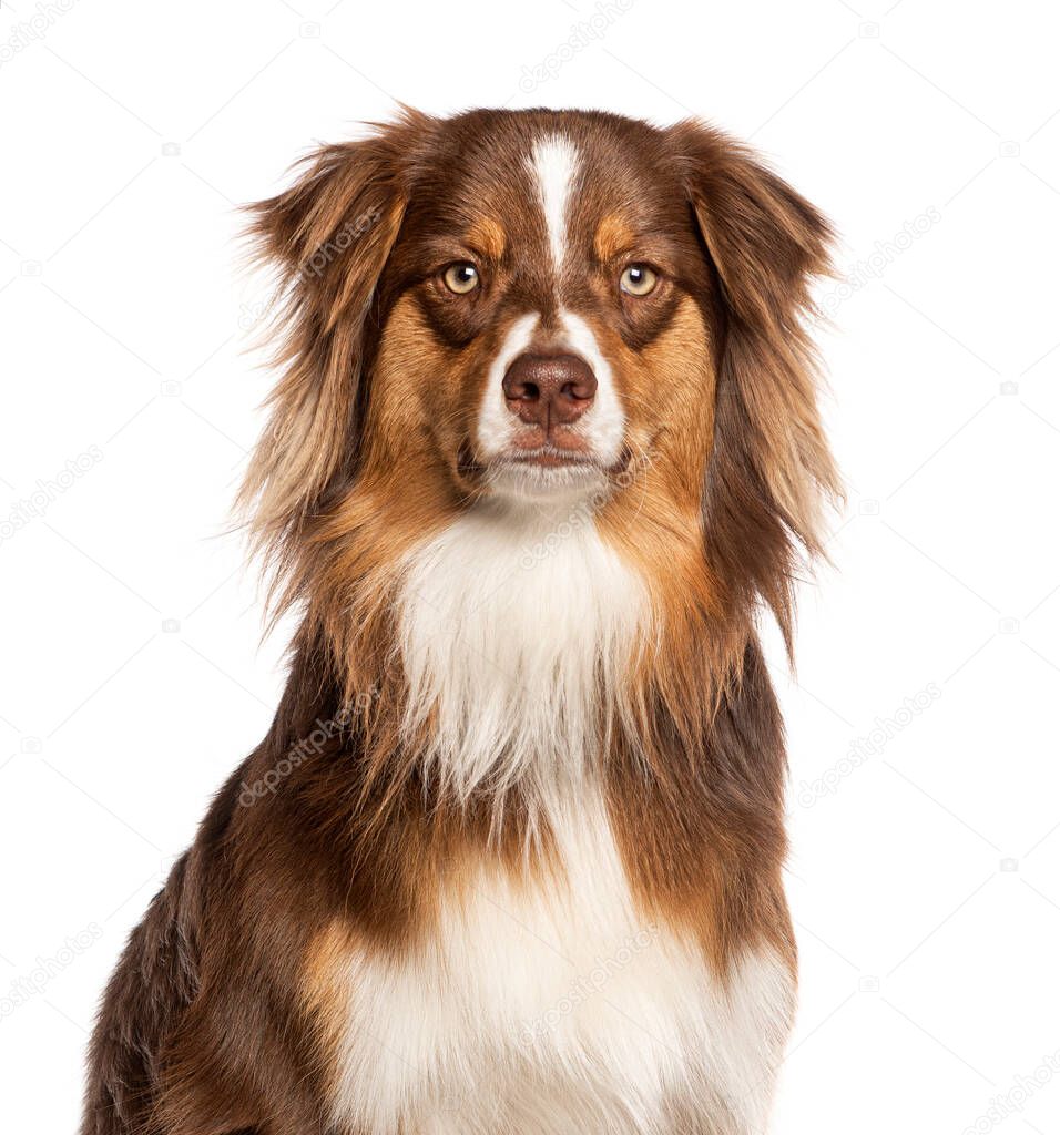 Close-up on a red tricolor young one year old Australian Shepherd dog, looking at the camera, isolated on white