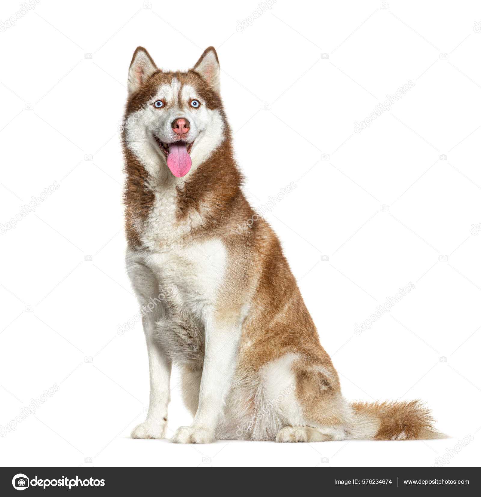 Seduto Ansimante Rosso Bianco Siberiano Husky Isolato Bianco — Foto stock  di © lifeonwhite #576234674, image size:1600x1653