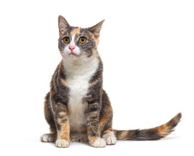 Üç renkli, melez, sarı gözlü, izole bir kedi. 