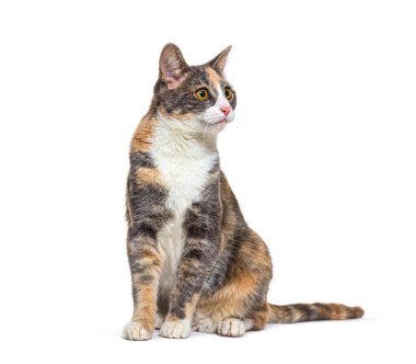 Karışık cins kedi, sarı gözlü, yalnız oturuyor. 