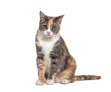 Üç renkli, melez, sarı gözlü, izole bir kedi. 