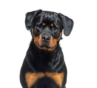 Siyah ve ten rengi bir Rottweiler 'ın portresi, beyaz üzerinde izole edilmiş.
