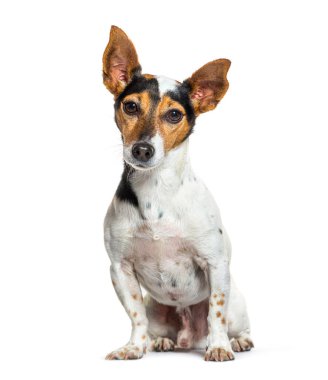 Üç renkli Jack Russel Terrier 'ın portresi. Beyaz üzerinde izole bir şekilde oturuyor ve kameraya bakıyor.