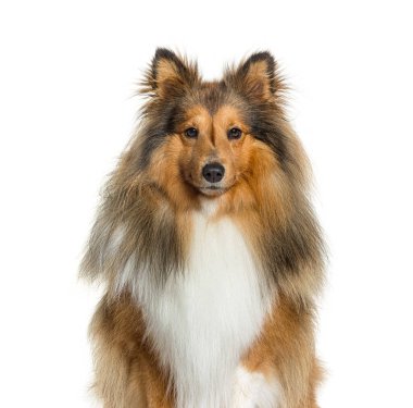 Yakından, Sheltie köpeğinin portresi, kameraya bakıyor, beyaz üzerine izole edilmiş.