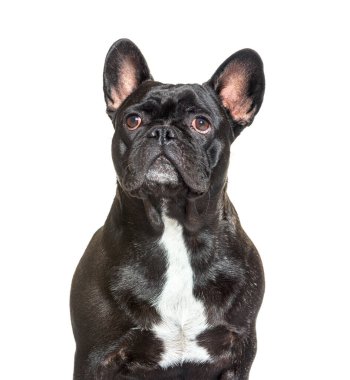 Portre, bir Fransız Bulldog 'un portresi yukarı bakıyor, beyaz üzerine izole edilmiş.