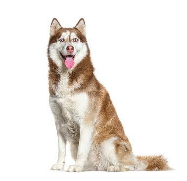 Oturan ve nefes nefese kalan kırmızı ve beyaz Sibirya Husky 'si, beyaz üzerine izole edilmiş.