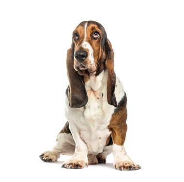 Basset av köpeği, beyaz üzerinde izole