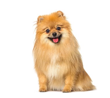 Kırmızı Pomeranya köpeği soluk soluğa ve önde oturuyor, beyaz üzerine izole edilmiş.