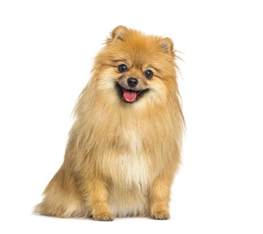 Kırmızı Pomeranya köpeği soluk soluğa ve önde oturuyor, beyaz üzerine izole edilmiş.
