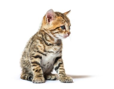 Bengal kedi yavrusu oturuyor ve başka tarafa bakıyor. Altı haftalık, beyaz tenli.