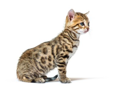 Bengal kedi yavrusu, altı haftalık, beyaz tenli.