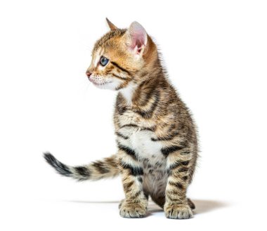 Bengal kedi yavrusu oturuyor ve başka tarafa bakıyor. Altı haftalık, beyaz tenli.