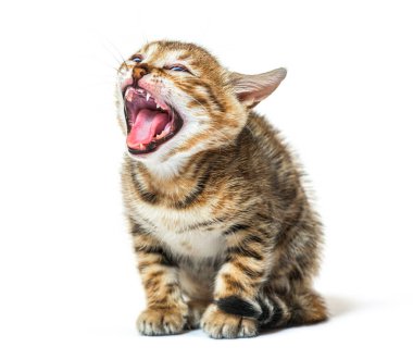 Bengal kedi yavrusu yüzünü buruşturuyor ve pürüzlü dilini gösteriyor. Beş haftalık, beyaz tenli.
