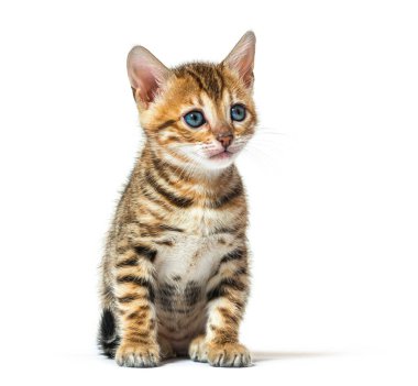 Bengal kedi yavrusu oturuyor ve başka tarafa bakıyor. Altı haftalık, beyaz tenli.