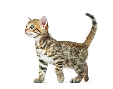 Yürüyen bir Bengal kedisinin yan görüntüsü, altı haftalık, beyaz bir kedi.