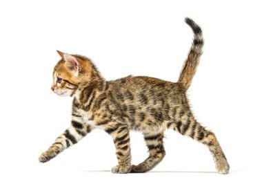 Yürüyen bir Bengal kedisinin yan görüntüsü, altı haftalık, beyaz bir kedi.