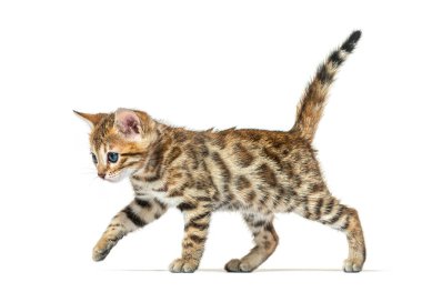 Yürüyen bir Bengal kedisinin yan görüntüsü, altı haftalık, beyaz bir kedi.