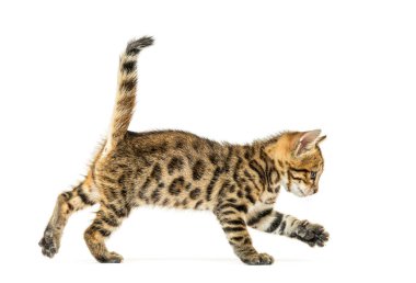 Yürüyen bir Bengal kedisinin yan görüntüsü, altı haftalık, beyaz bir kedi.
