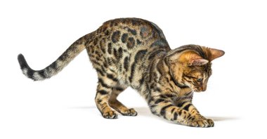 Yetişkin Bengal aşağı bakıyor ve bir şeyler yakalamaya çalışıyor.