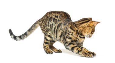 Yetişkin Bengal geriye bakıyor ve bir şeyler yakalamaya çalışıyor.