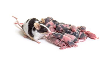 Süslü fare kolonisi, birkaç günlük tüysüz yavrular ve anne - Mus musculus domestica, beyaz tenli.