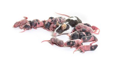 Süslü fare yuvası, altı günlük tüysüz yavrular ve anne - Mus musculus domestica, beyaz tenli.